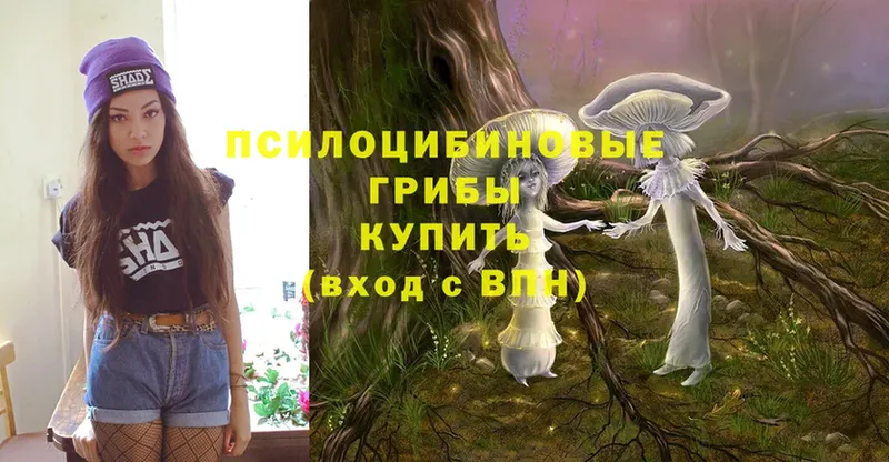 Галлюциногенные грибы Psilocybine cubensis  где купить наркоту  Кодинск 